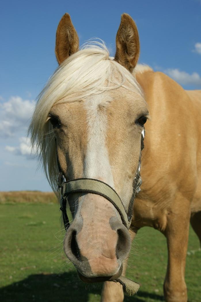 Palomino Topazes Conquistador billede 1
