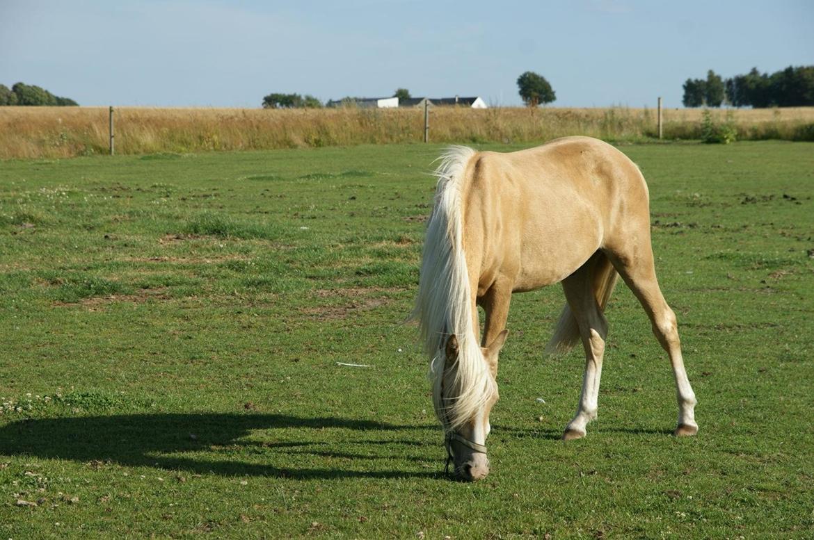Palomino Topazes Conquistador billede 6