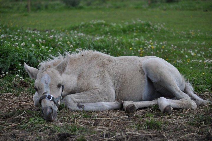 Palomino Topazes Conquistador billede 11