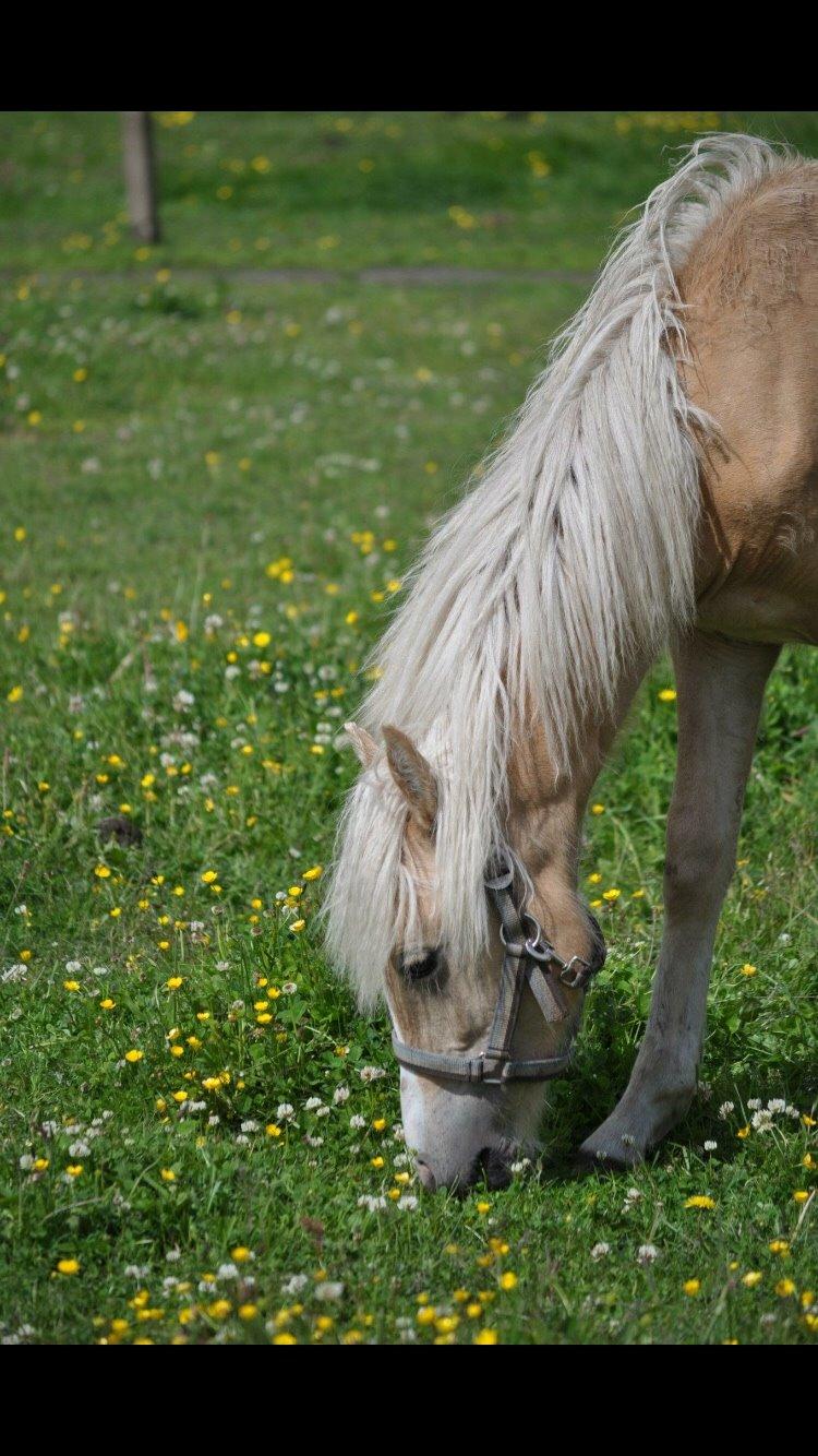 Palomino Topazes Conquistador billede 12