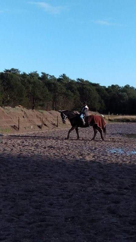 Hannoveraner Lennox 6 billede 11