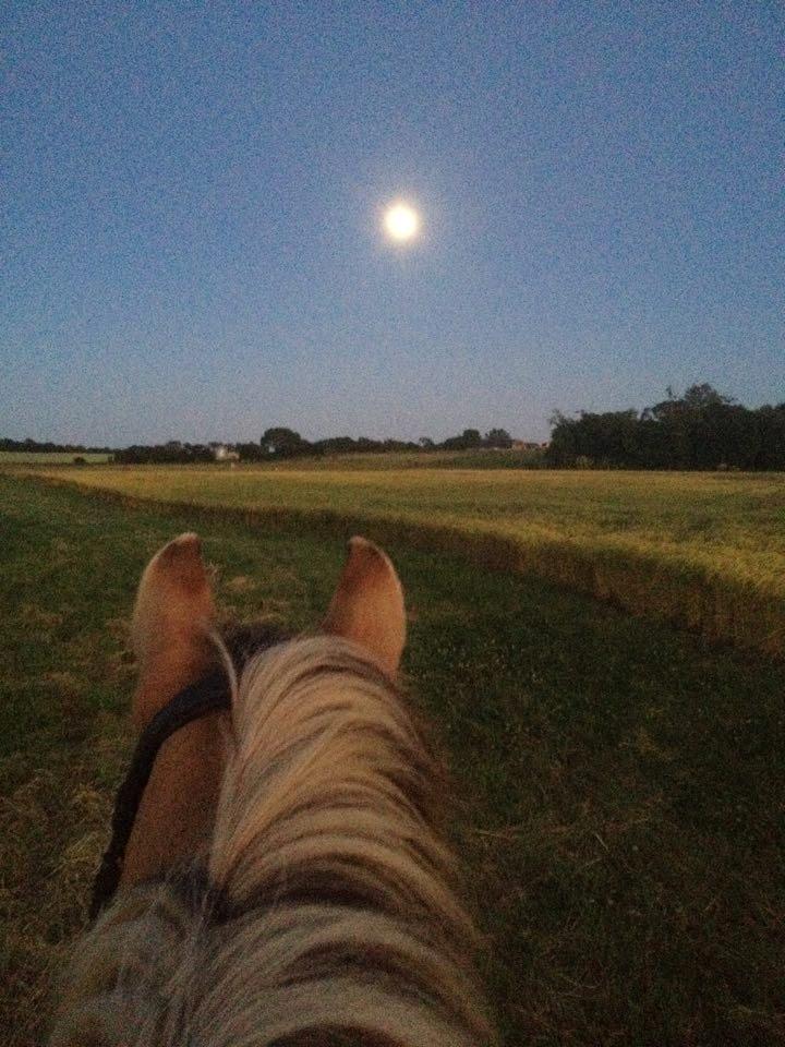 Anden særlig race - Dino (Buller) - Sommer 2015 billede 7