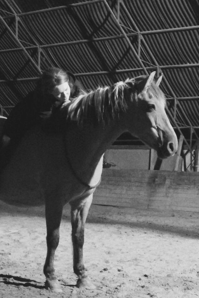 Anden særlig race - Dino (Buller) - Efterår 15' billede 8