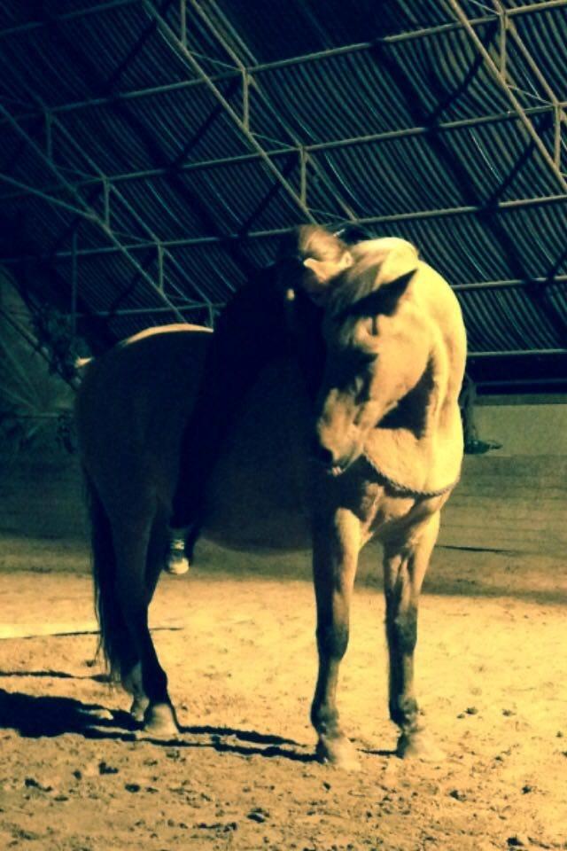 Anden særlig race - Dino (Buller) - Efterår 15' billede 26