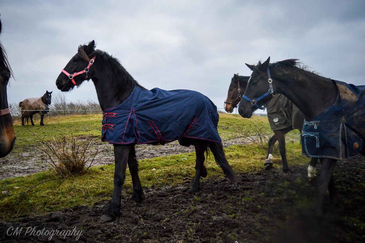 Frieser Imalia van schäfer - Anden dag på fold med de andre heste billede 9