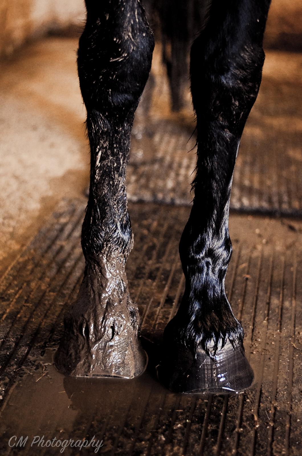 Frieser Imalia van schäfer - Hove før beskæring billede 11