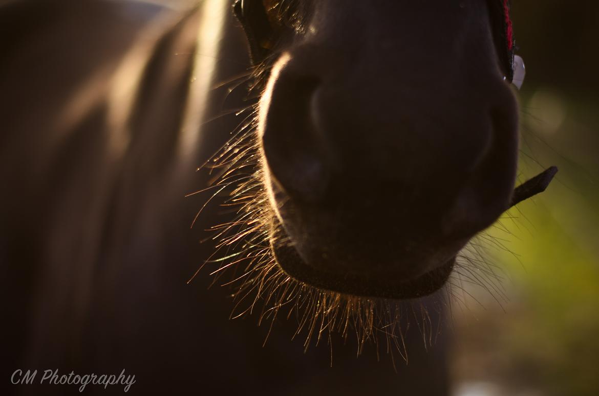 Frieser Imalia van schäfer billede 15