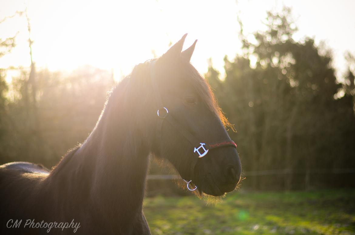 Frieser Imalia van schäfer - Første dag på fold  - alenefold billede 16