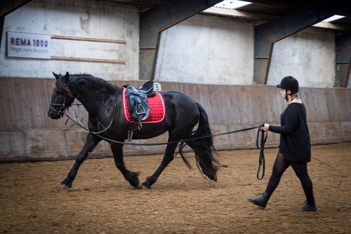 Frieser Imalia van schäfer - CS Foto billede 5