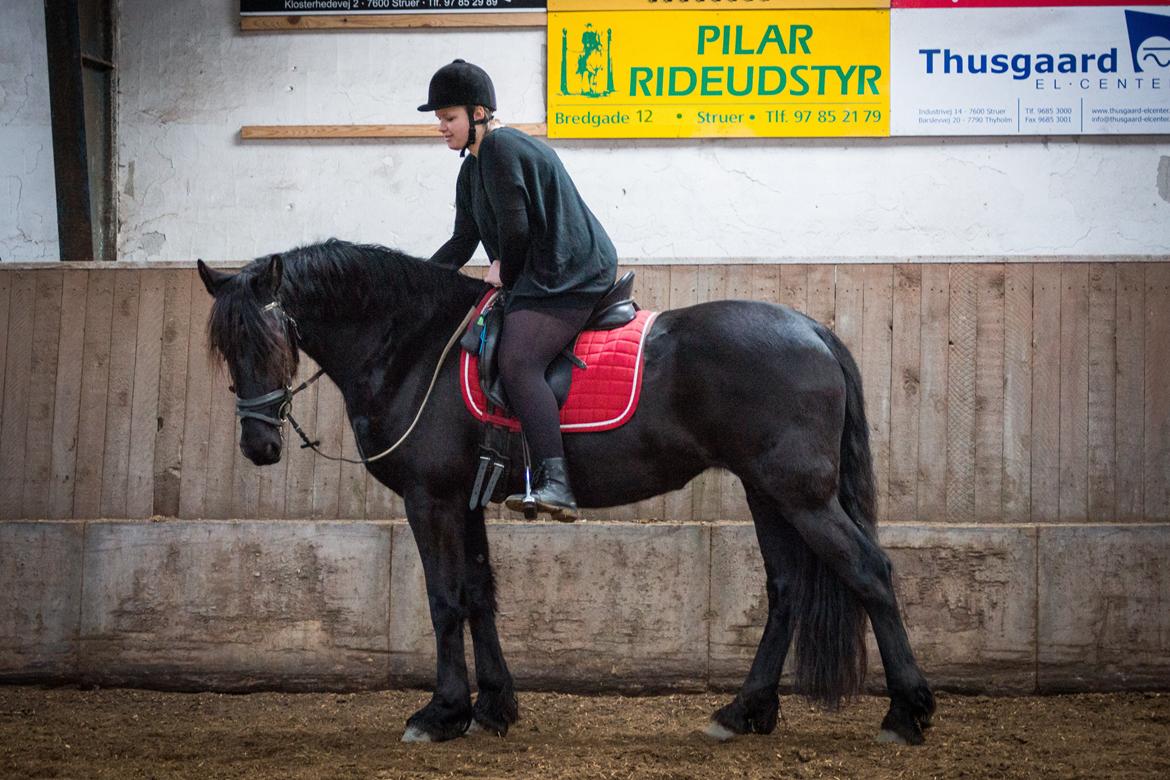 Frieser Imalia van schäfer - CS Foto billede 18