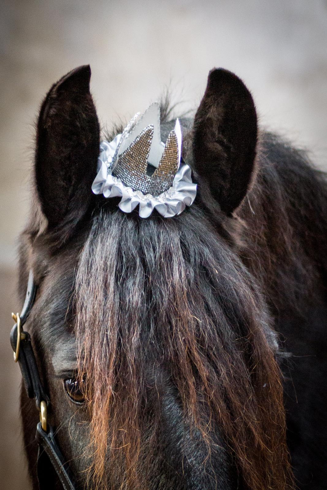 Frieser Imalia van schäfer - CS Foto billede 20