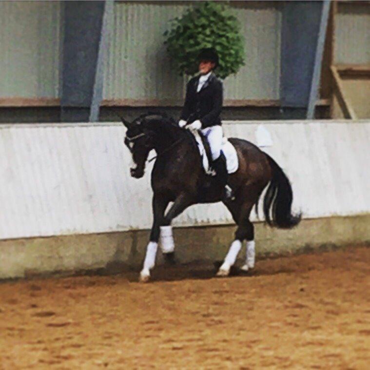 Dansk Varmblod Atterupgaards Lorelei billede 7