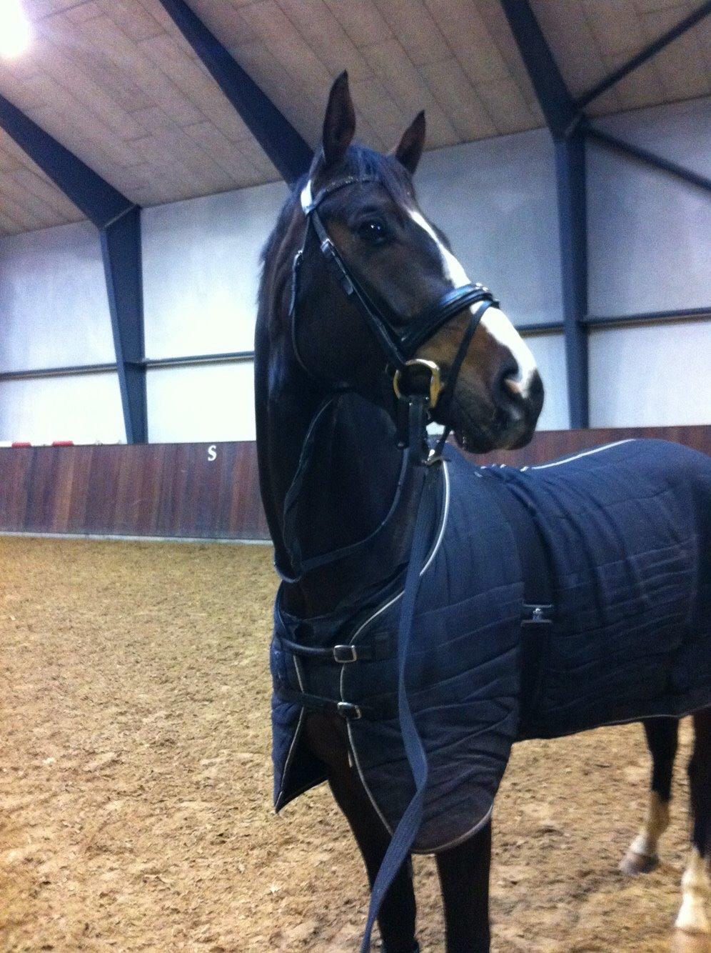 Dansk Varmblod Atterupgaards Lorelei billede 12