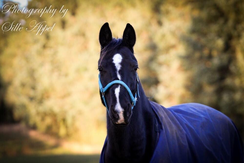 Dansk Varmblod Søballegårds prinz unique billede 23