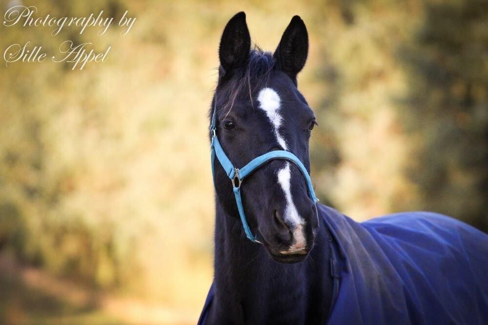 Dansk Varmblod Søballegårds prinz unique billede 22