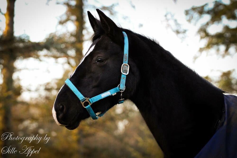 Dansk Varmblod Søballegårds prinz unique billede 24