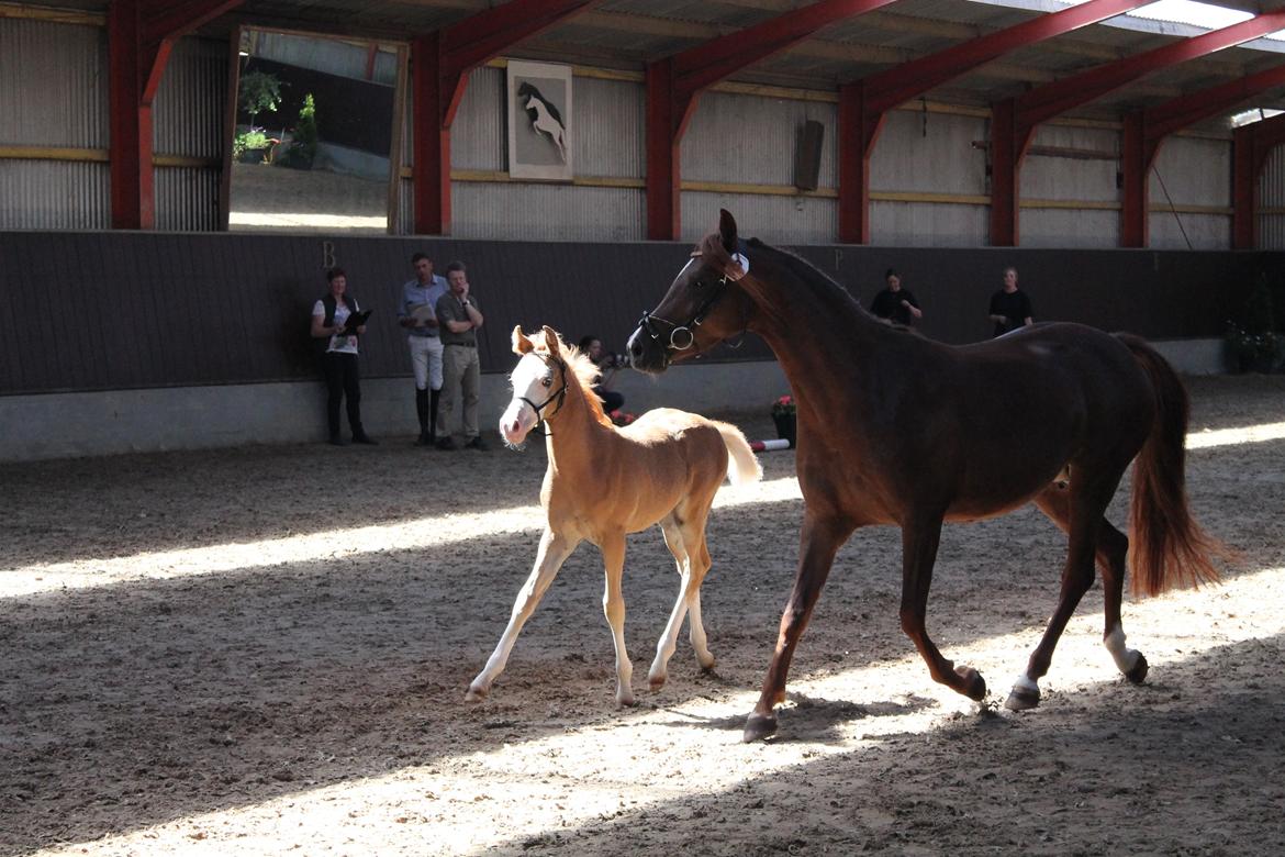 Palomino Moserod´s Golden Elektra - Til Følskue billede 2