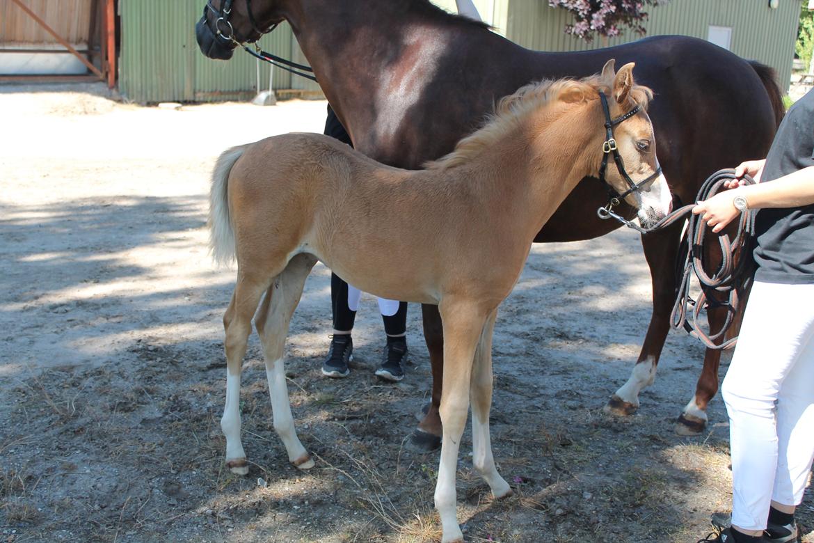 Palomino Moserod´s Golden Elektra - Venter tålmodigt til følskue billede 4