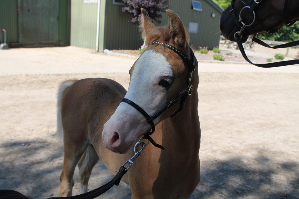 Palomino Moserod´s Golden Elektra billede 6