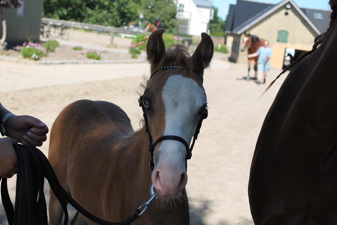 Palomino Moserod´s Golden Elektra billede 8