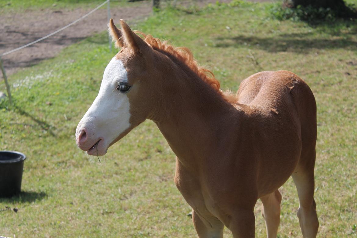 Palomino Moserod´s Golden Elektra billede 7