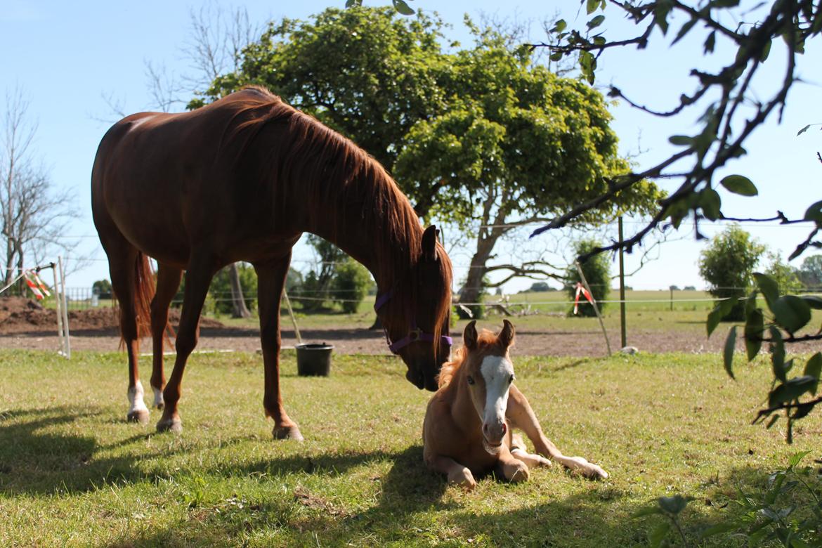 Palomino Moserod´s Golden Elektra - Hygge sammen med mor  billede 10