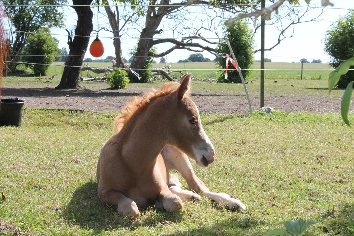 Palomino Moserod´s Golden Elektra billede 9