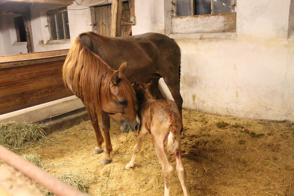 Palomino Moserod´s Golden Elektra - ikke så gammel her billede 11