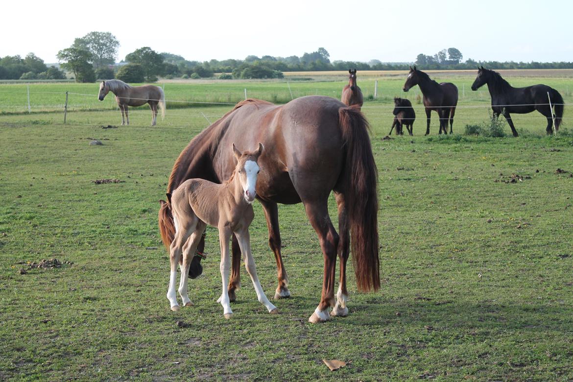 Palomino Moserod´s Golden Elektra billede 12