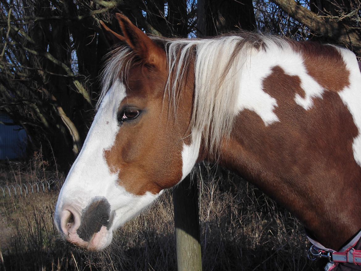 Pinto Ducati - Ducati nyder vintersolen :-)  billede 6