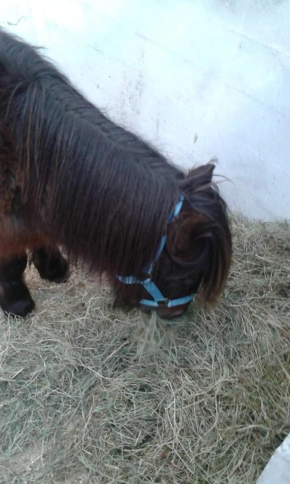 Shetlænder Nørkærs mingus billede 2