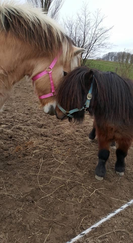 Shetlænder Nørkærs mingus billede 3