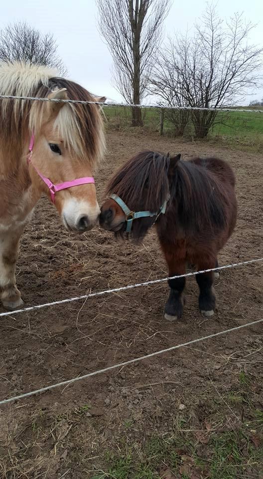 Shetlænder Nørkærs mingus billede 5