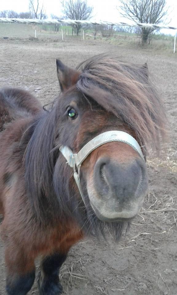 Shetlænder Nørkærs mingus billede 4