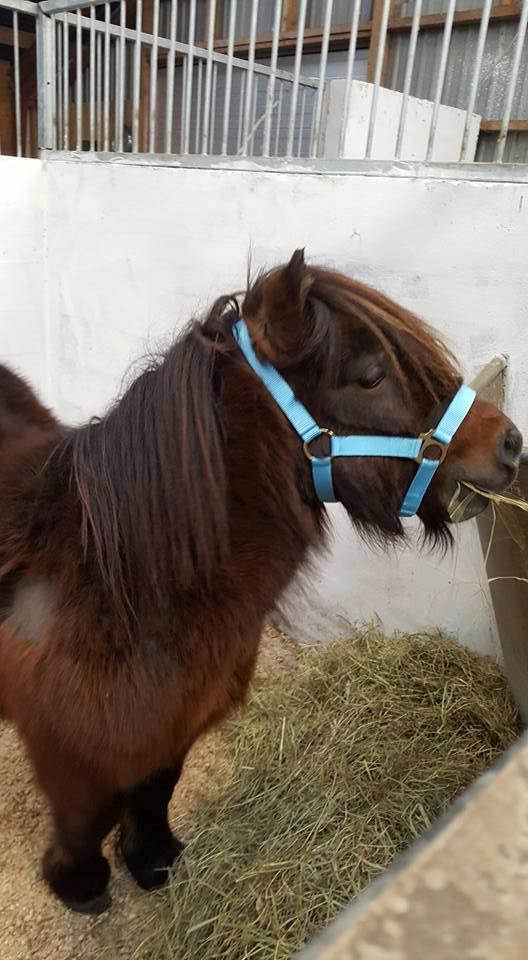 Shetlænder Nørkærs mingus billede 6
