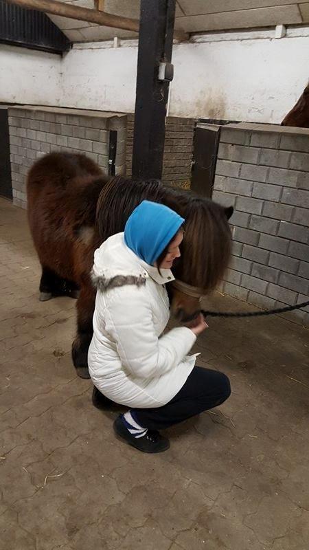 Shetlænder Nørkærs mingus billede 8