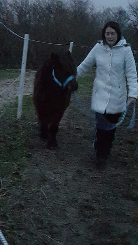 Shetlænder Nørkærs mingus billede 9