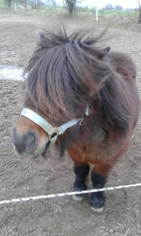 Shetlænder Nørkærs mingus billede 7