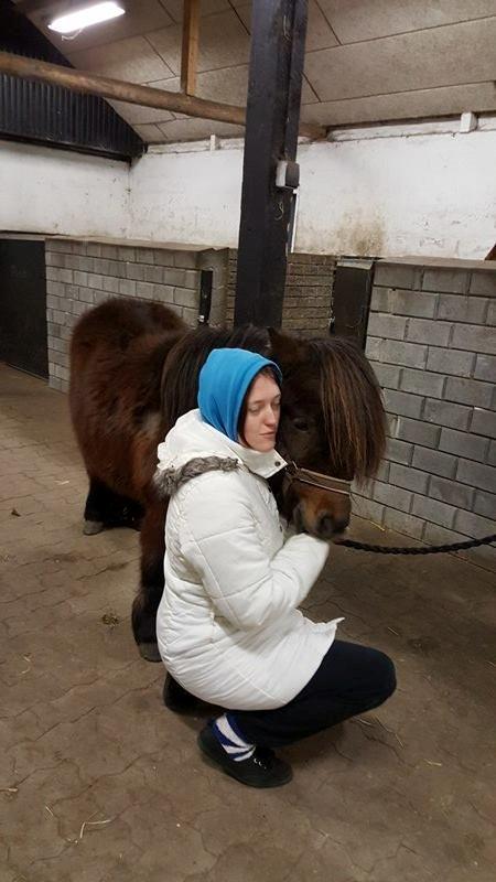 Shetlænder Nørkærs mingus billede 11