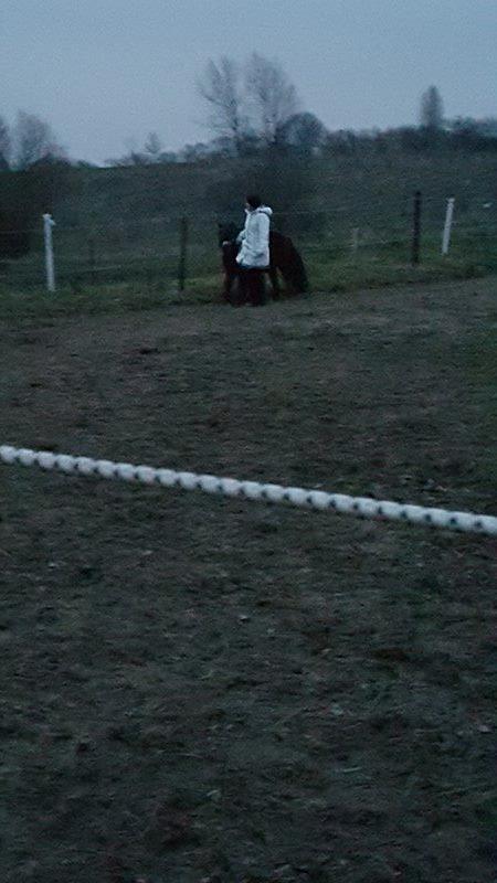 Shetlænder Nørkærs mingus billede 10