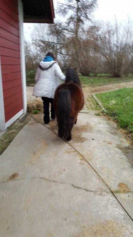 Shetlænder Nørkærs mingus billede 12