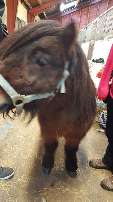 Shetlænder Nørkærs mingus billede 14