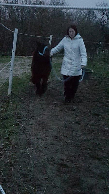 Shetlænder Nørkærs mingus billede 15