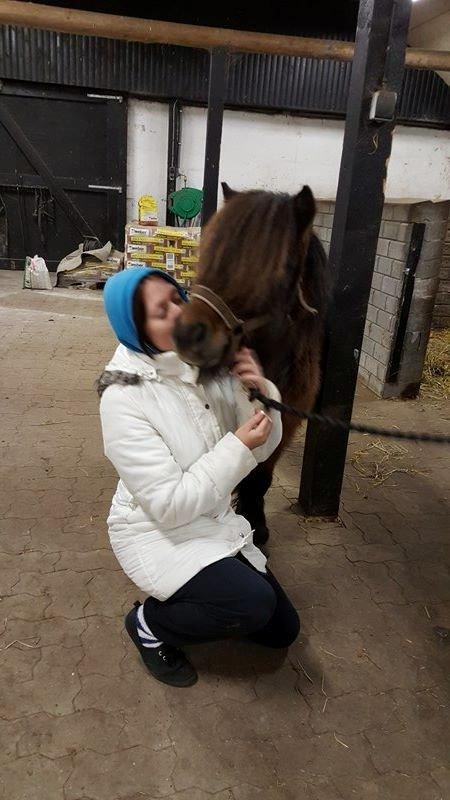 Shetlænder Nørkærs mingus billede 1