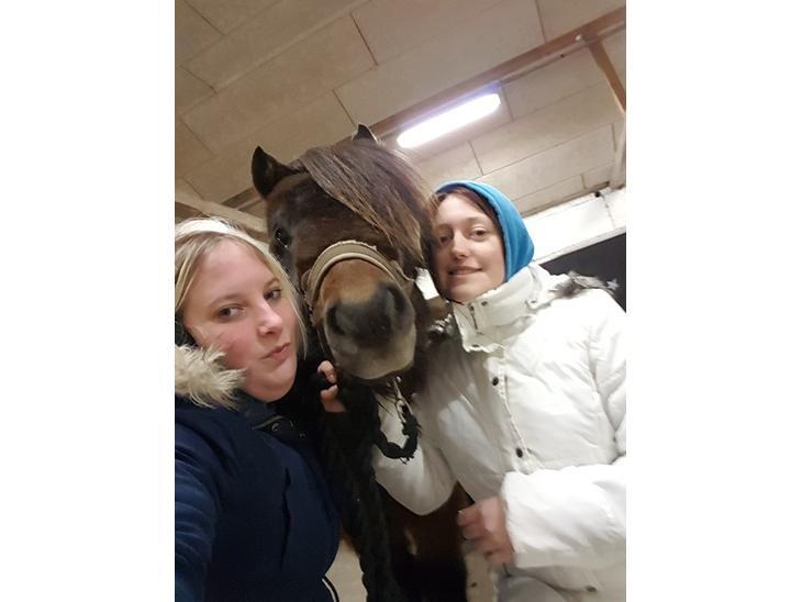 Shetlænder Nørkærs mingus billede 16