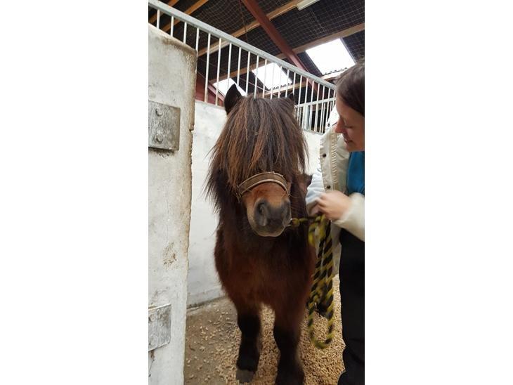 Shetlænder Nørkærs mingus billede 17