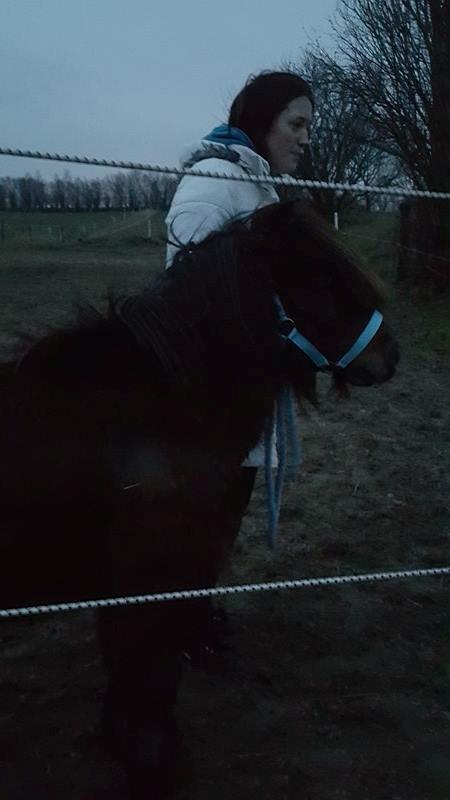 Shetlænder Nørkærs mingus billede 13