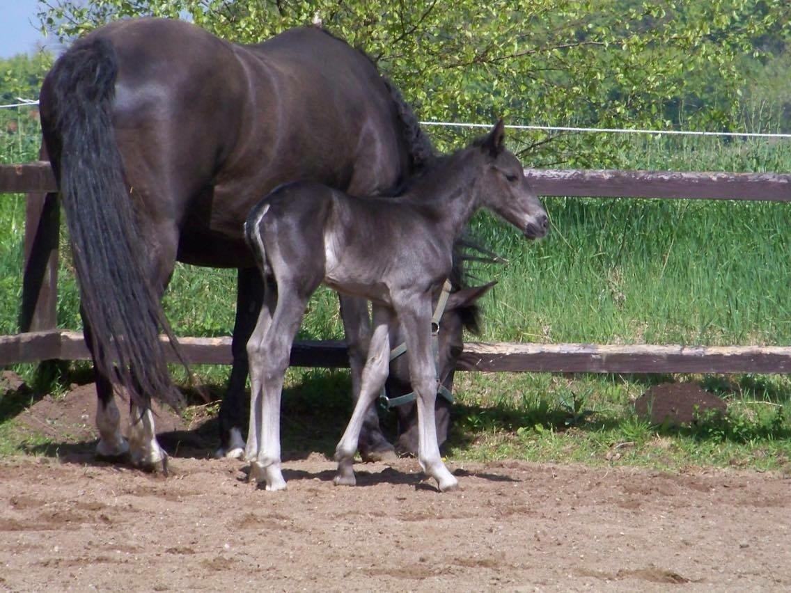 Knabstrupper Solhøj's Samcro - Baby Sam <3 billede 35