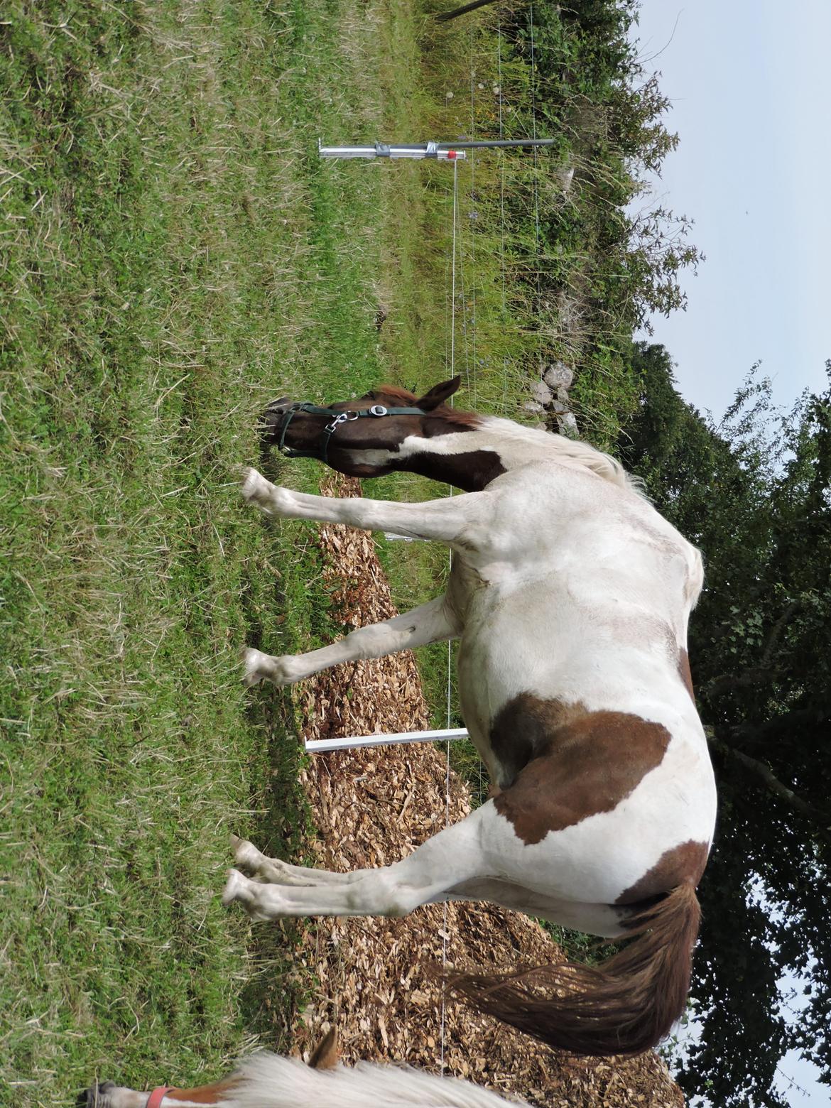 Anden særlig race Leopold - Et af de sidste billeder af ham, mens jeg havde part. Her på sommerfold <3 billede 16