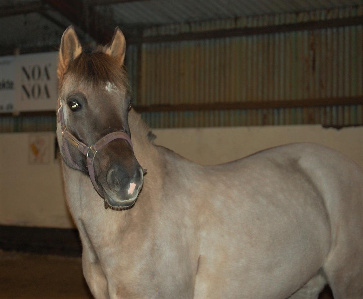 Anden særlig race Kida - 30 december 2015 - baby pony billede 17